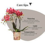 Kolibri Orchids | Gift Set Mellow - Rode Phalaenopsis Orchidee Blossom Congo & Succulenten