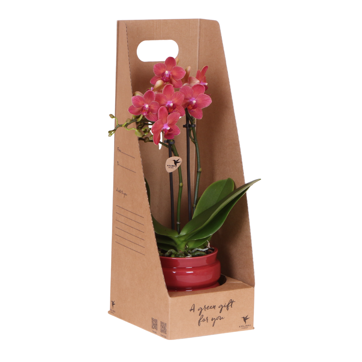 Kolibri Orchids | Rode Phalaenopsis Orchidee - Blossom Congo in Noma Sierpot Rood met Giftbox - Ø9 cm