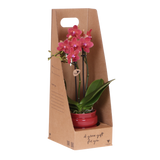 Kolibri Orchids | Rode Phalaenopsis Orchidee - Blossom Congo in Noma Sierpot Rood met Giftbox - Ø9 cm