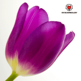 Tulpenbollen Purple Prince – 20 Stuks | KH Bloembollen® | Paars-Violet Tulp – Krachtig & Koninklijk – Voor Tuin of Pot – Maat 11/12 – Vers van de Teler