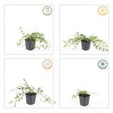 24x Vinca minor 'Gertrude Jekyll' - ↕10-25cm - Ø9cm