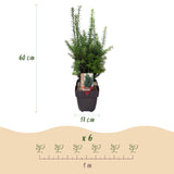 Haagplanten - Taxus media Hilii - blad groen - 6 planten - 1 strekkende meter - groenblijvend - pot 17cm hoogte 60cm