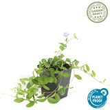 24x Vinca minor - ↕10-25cm - Ø9cm