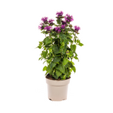 Monarde Didyma Pourpre Ø19cm - ↕45 - 60cm