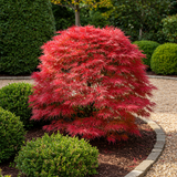 Green boutiQ - Terrasplant - Japanse Esdoorn - Acer palmatum Shaina - Rood - 2 Planten - Bladverliezend - Pot 19cm Hoogte 70cm