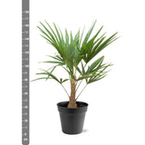 Trachycarpus Fortunei - 90-100cm - Ø21