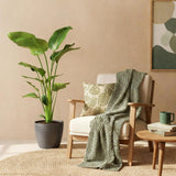 Strelitzia Nicolai - Paradijsvogelbloem - Weinig onderhoud - Groen - 1 Plant - met Potter Grijs - Pot 21cm - Hoogte 110-120cm