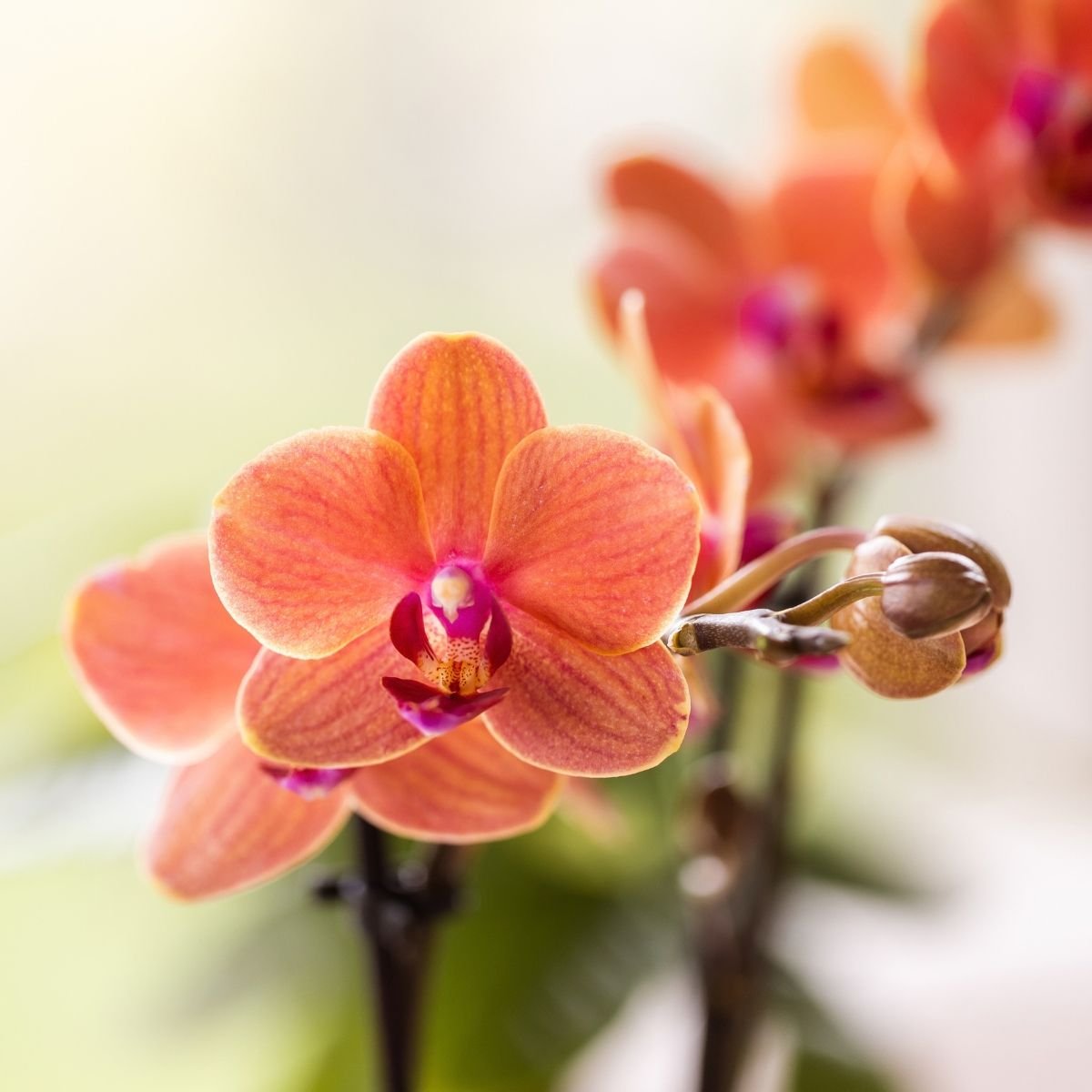 Kolibri Orchids | Gift Set Allure Wit - Oranje Phalaenopsis Orchidee Mineral Bolzano & Succulent