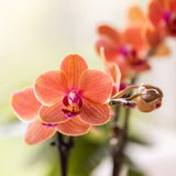 Kolibri Orchids | Gift Set Allure Wit - Oranje Phalaenopsis Orchidee Mineral Bolzano & Succulent