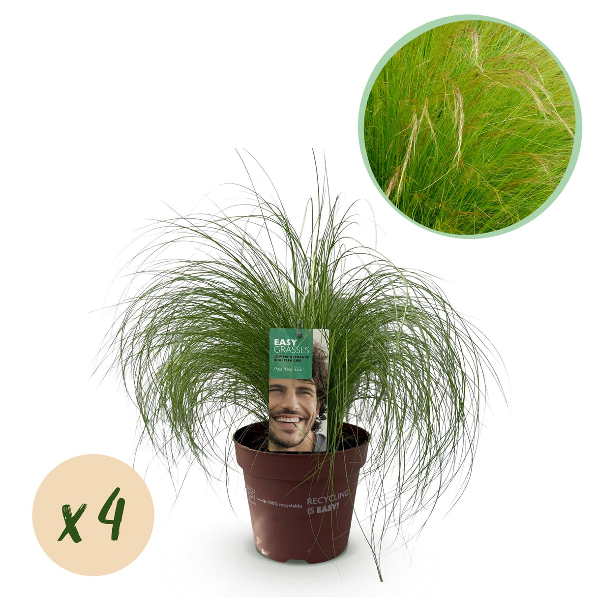 Siergrassen - Stipa tenuifolia Pony Tails - Groen - 4 Planten - Bladhoudend - Weinig Onderhoud - Pot 17cm Hoogte 50cm