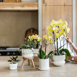 Kolibri Orchids | Gele Phalaenopsis Orchidee - Blossom Lima in Melody Sierpot - Ø9 cm