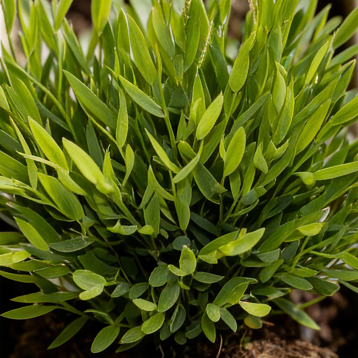 Bamusa Pogonatherum Monica - Bamboegras - Huisdiervriendelijke Plant - Groen - 2 Planten - met Mand - Pot 12cm - Hoogte 20cm