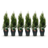 Haagplanten - Thuja occidentalis Smaragd - blad groen - 6 planten - 1 strekkende meter - groenblijvend - pot 17cm hoogte 60cm