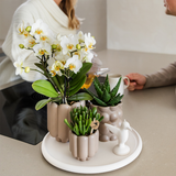 Kolibri Orchids | Gift Set Slow Living | Groene planten met witte Phalaenopsis orchidee Lausanne in keramieken sierpotten beige op wit dienblad