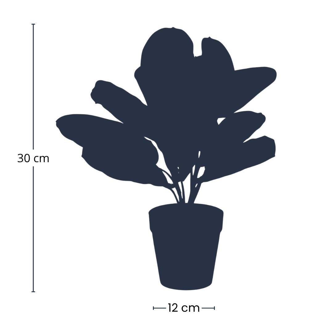Maranta grün - 30cm - In schwarzem Topf - Künstliche Pflanze