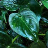 Alocasia Cucullata - Boeddha,s hand - Weinig onderhoud - Groen - 1 Plant - met Potter Wit - Pot 21cm - Hoogte 65-70cm