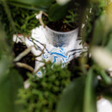 Kolibri Orchids | witte orchideeënset in Honey dish incl. waterreservoir | drie witte orchideeën Ghent 12cm | Mono Bouquet wit met zelfvoorzienend waterreservoir