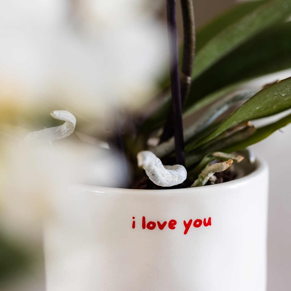 Gift set 'love you' | Rode Phalaenopsis orchidee Congo met groene plant in Love sierpotten op Cloud plate