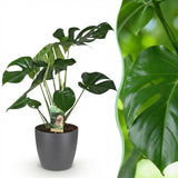 Monstera Deliciosa - Gatenplant - Weinig onderhoud - Groen - 1 Plant - met Potter Grijs - Pot 21cm - Hoogte 70-80cm