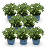 Green boutiQ - Tuinplant - Hydrangea Endles Summer The Orginal Blue - Hortensia - Winterhard - Blauw - 8 Planten - Pot 14cm - Hoogte 20-25cm