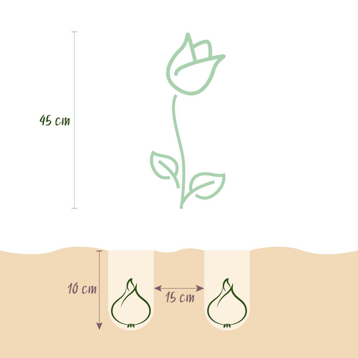 Green boutiQ - Bloembollen - Tulp Double Lilac - Kleur Paars - 50 stuks - Bolmaat 11/12 - XXL Pack