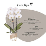 Kolibri Orchids | Plantenset Allure Shiny Goud - 2 Witte Phalaenopsis Orchideeën Niagara Fall White - Ø12 cm
