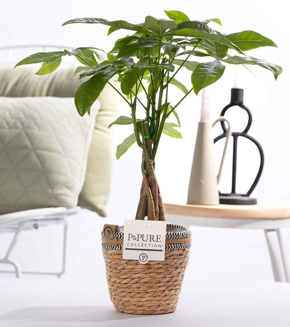 Pachira Aquatica dans panier P&PURE - Ø12cm - ↕45cm