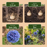80x Allium Caeruleum - Blauwe sieralui - Blauw - Zomerbloeier - Bolmaat 4/5
