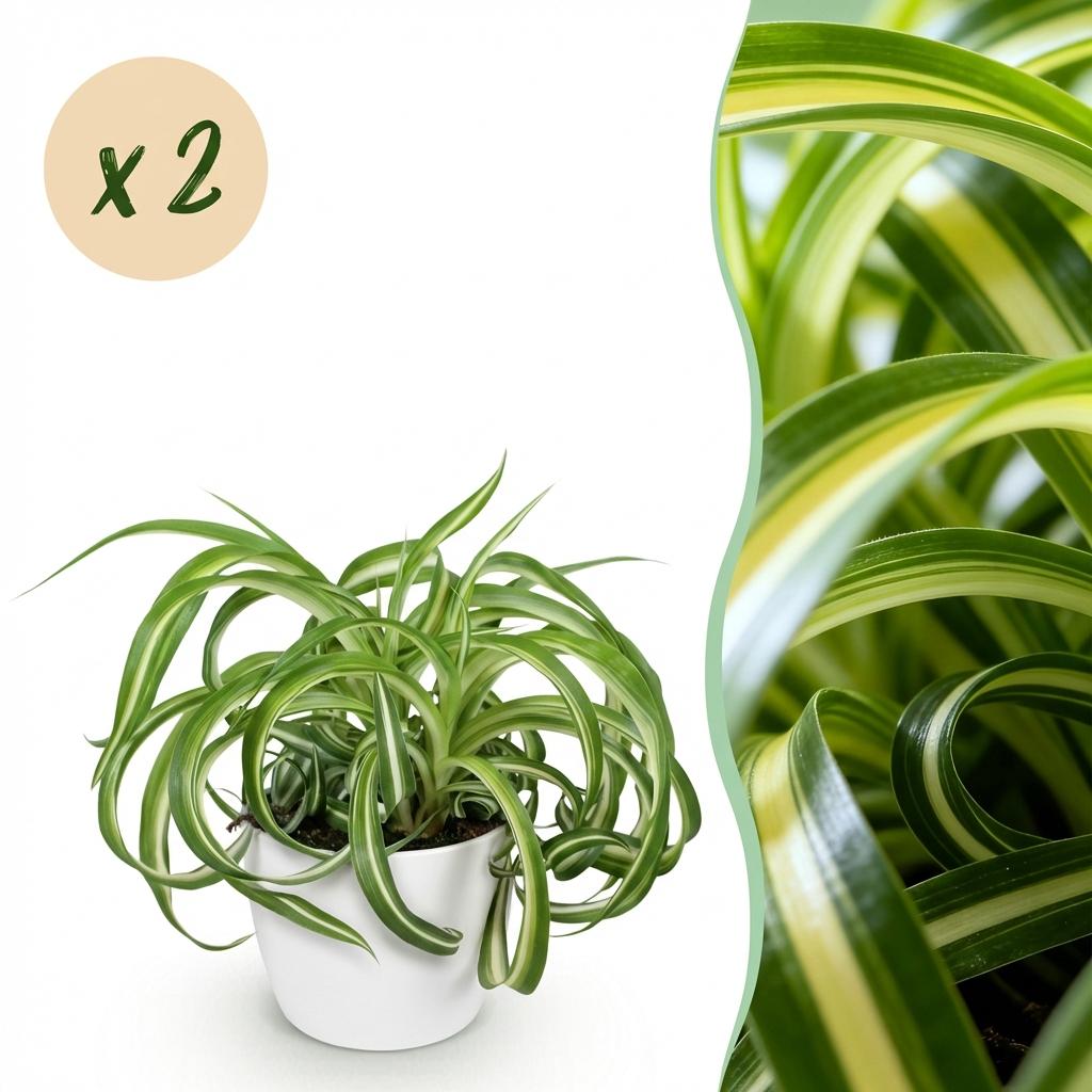 Chlorophytum comosum Bonnie - Krullende Graslelie - Huisdiervriendelijke Plant - Groen - 2 Planten - met Potter Wit - Pot 12cm - Hoogte 20cm