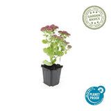 24x Sedum 'Herbstfreude' - ↕10-25cm - Ø9cm