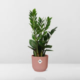 Zamioculcas – Höhe 45-50 in ELHO Vibes Fold 14cm rosa