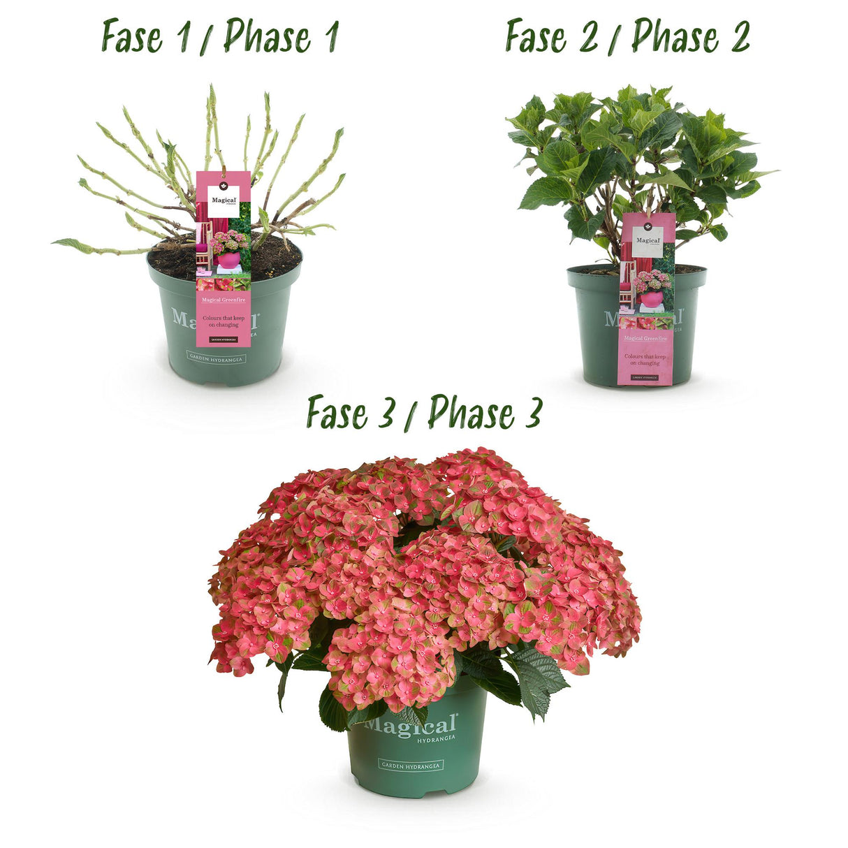 Hortensia - Hydrangea Magical Green Fire - Roze Groen - 6-10 Bloemen - 2 Planten - Pot 23cm Hoogte 55cm