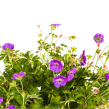 Géranium Rozanne Violet Ø19cm - ↕20cm - Ø30cm
