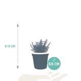 Vetplanten mix 5.5 cm - 5x - zonder pot