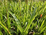 48x Carex morrowii 'Aureovariegata'  - ↕10-25cm - Ø9cm