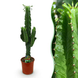 Euphorbia eritrea - Afrikaanse melkboom - Weinig onderhoud - Groen - 1 - Pot 19cm - Hoogte 70cm