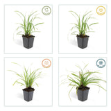 24x Carex morrowii 'Ice Dance' - ↕10-25cm - Ø9cm