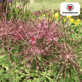 allium schubertii 5 Stück