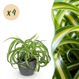 Chlorophytum comosum Bonnie - Krullende Graslelie - Huisdiervriendelijke Plant - Groen - 4 Planten - met Potter Grijs - Pot 12cm - Hoogte 20cm