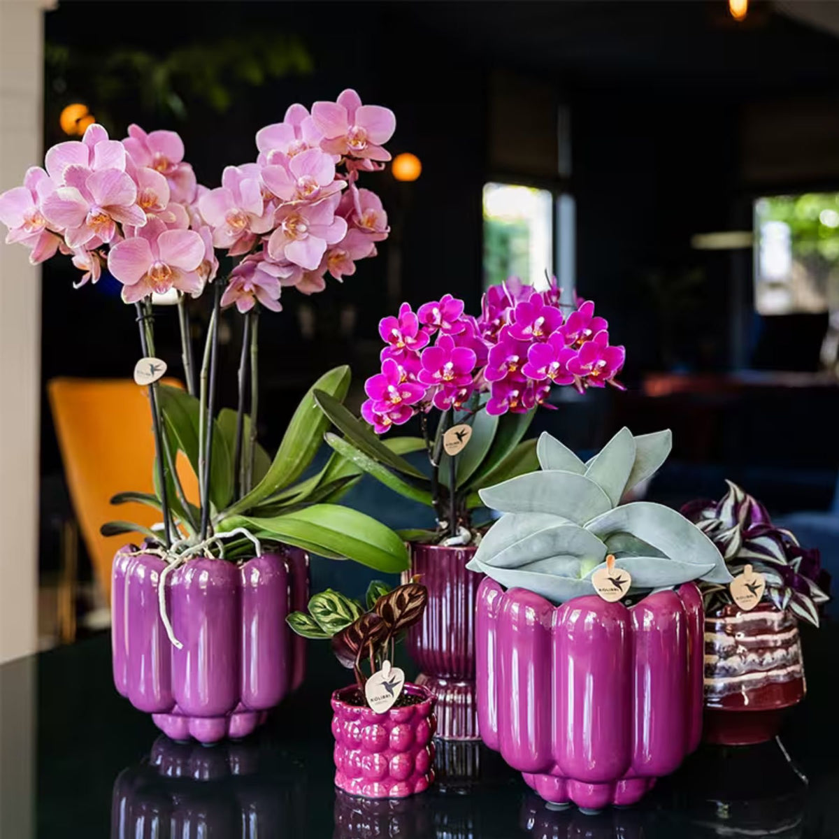 Kolibri Orchids | Paarse Phalaenopsis Orchidee - Mineral Morelia in Retro Sierpot Paars met Giftbox - Ø9 cm