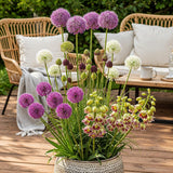 Green boutiQ - Bulbes de fleurs - Mélange de bulbes de jardin Allium - Couleurs variées - 80 pièces - Emballage cadeau