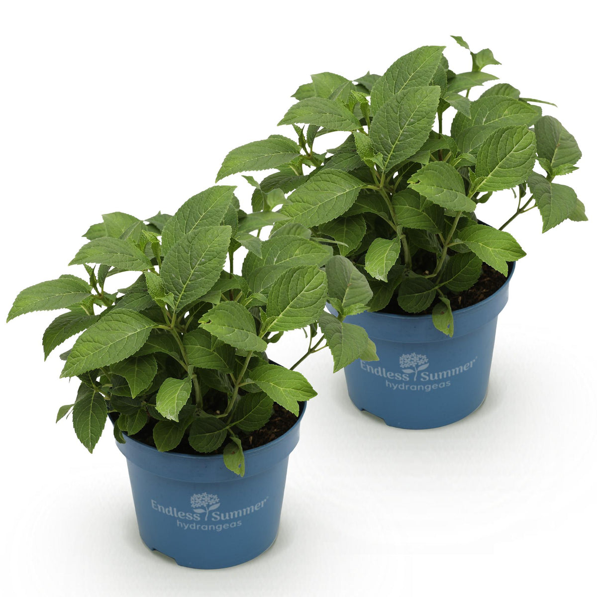 Green boutiQ - Tuinplant - Hydrangea Endles Summer The Bride - Hortensia - Winterhard - Wit - 2 Planten - Pot 14cm - Hoogte 20-25cm