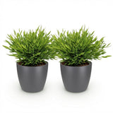 Bamusa Pogonatherum Monica - Bamboegras - Huisdiervriendelijke Plant - Groen - 2 Planten - met Potter Grijs - Pot 12cm - Hoogte 20cm