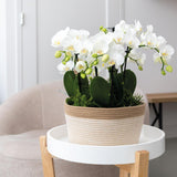 Kolibri Orchids | witte plantenset in Cotton Basket incl. waterreservoir | drie witte orchideeën Amabilis 9cm en drie groene planten | Jungle Bouquet wit met zelfvoorzienend waterreservoir