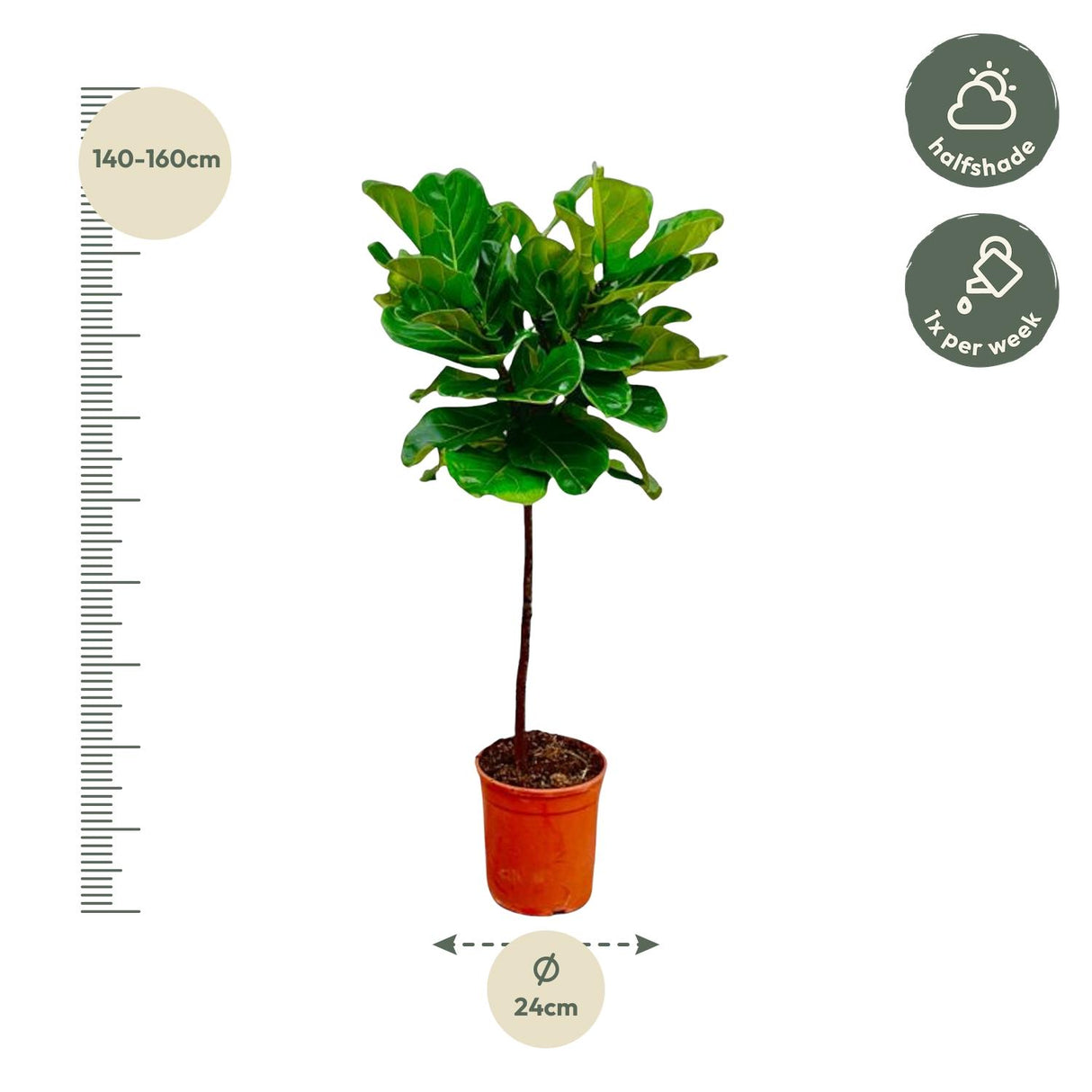 Ficus Lyrata Stamm - 130 cm - ø24
