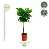Ficus Lyrata Stamm - 130 cm - ø24