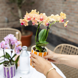 Kolibri Orchids | oranje Phalaenopsis orchidee potmaat Ø9cm | Jamaica | bloeiende kamerplant - vers van de kweker