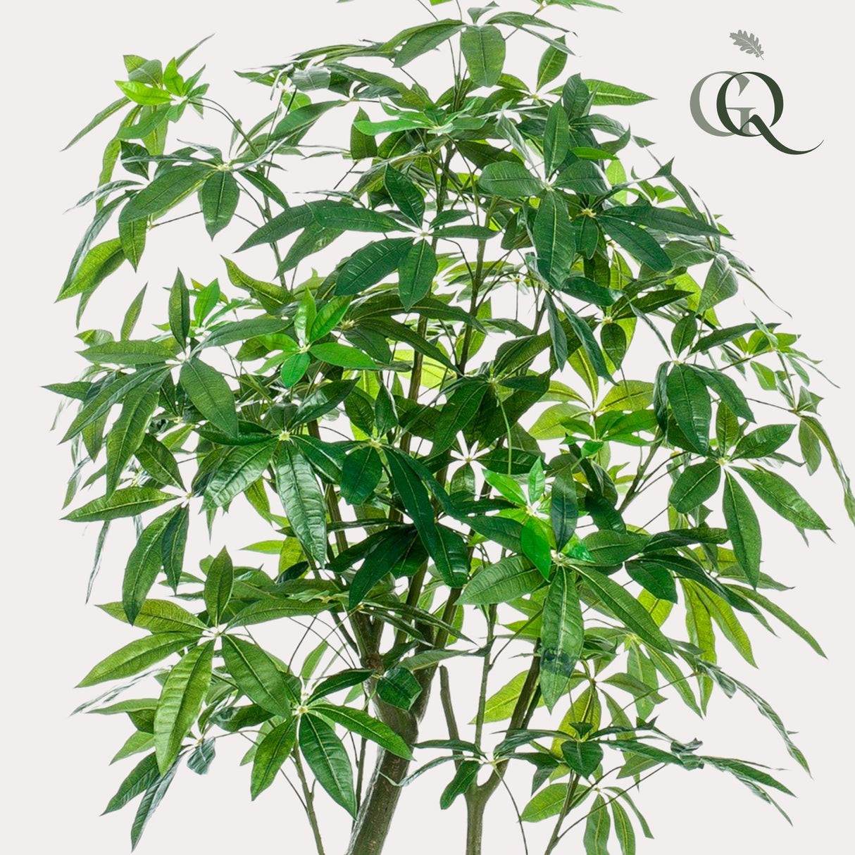 Kunstpflanze - Pachira Aquatica - Geldbaum - 180 cm