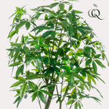 Kunstpflanze - Pachira Aquatica - Geldbaum - 180 cm