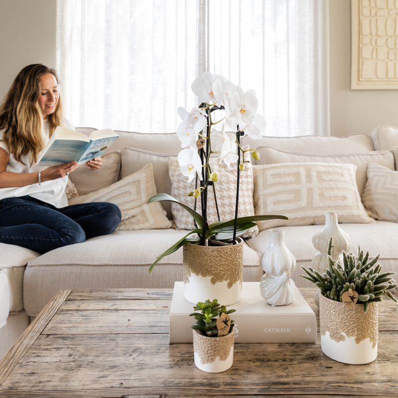 Giftset Bloom Sand | Witte Lausanne orchidee Ø9cm + groene plant Ø6cm – incl. keramieke sierpotten & wit dienblad – vers van de kweker